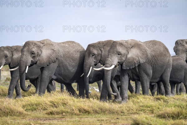 African elephant (Loxodonta africana), herd of young animals in Amboseli National Park, Rift Valley Province, Kenya
