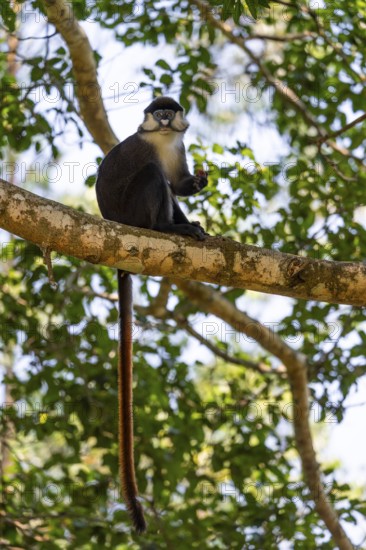 Red-tailed monkeys or Congo white-nosed monkeys (Cercopithecus ascanius schmidti), Kibale National Park, Uganda