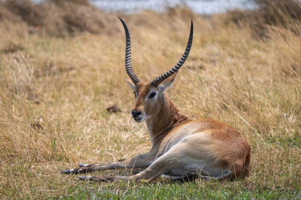 Letschwe or litchi bog antelope (Kobus leche), adult male, in tall dry grass, Okavango Delta, Moremi Game Reserve, Botswana