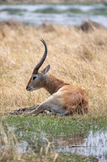 Letschwe or litchi bog antelope (Kobus leche), adult male, in tall dry grass, Okavango Delta, Moremi Game Reserve, Botswana