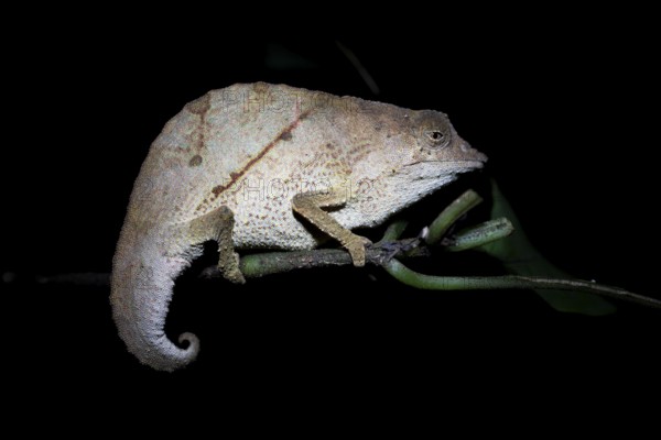 Zomba dwarf chameleon (Rieppeleon brachyurus), white chameleon on a branch at night, Amani Nature Forest Reserve, Eastern Usambara Mountains, Tanga, Tanzania