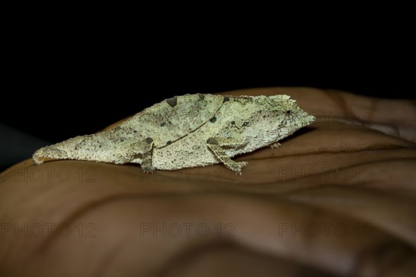 Zomba dwarf chameleon (Rieppeleon brachyurus), white chameleon on one hand, Amani Nature Forest Reserve, Eastern Usambara Mountains, Tanga, Tanzania