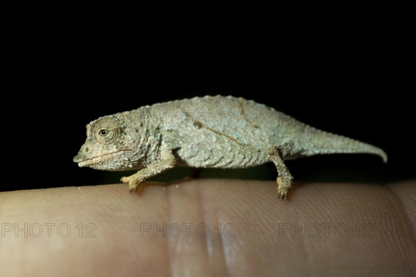 Zomba dwarf chameleon (Rieppeleon brachyurus), white chameleon on a finger at night, Amani Nature Forest Reserve, Eastern Usambara Mountains, Tanga, Tanzania