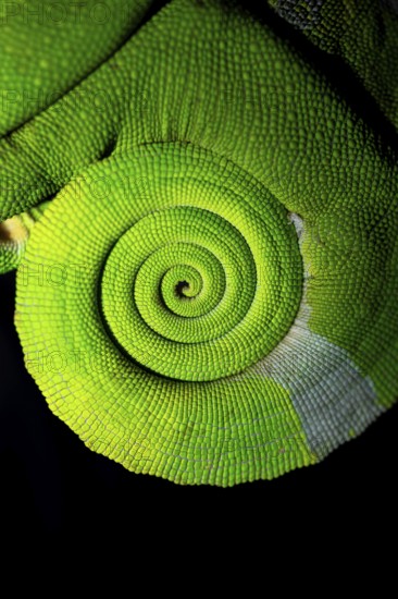 Detail of tail, squishy bihorn chameleon (Kinyongia squiei), adult male, chameleon on a branch at night, Amani Nature Forest Reserve, Eastern Usambara Mountains, Tanga, Tanzania