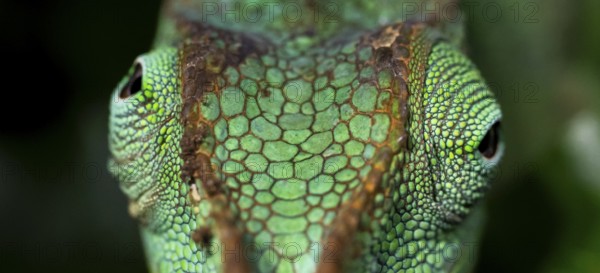 Animal portrait, squishy bihorned chameleon (Kinyongia matschiei), juvenile male, chameleon on a leaf at night, Amani Nature Forest Reserve, Eastern Usambara Mountains, Tanga, Tanzania