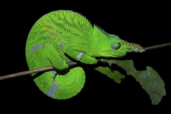 Squishy bihorn chameleon (Kinyongia matschiei), adult male, chameleon on a branch at night, Amani Nature Forest Reserve, Eastern Usambara Mountains, Tanga, Tanzania