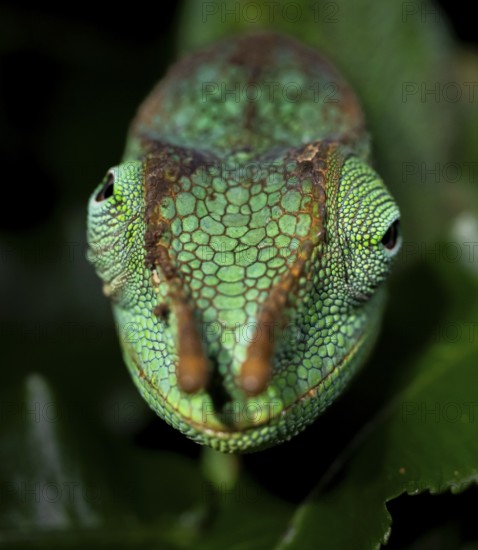Animal portrait, squishy bihorned chameleon (Kinyongia matschiei), juvenile male, chameleon on a leaf at night, Amani Nature Forest Reserve, Eastern Usambara Mountains, Tanga, Tanzania