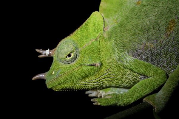 Usambara three-horned chameleon (Trioceros deremensis), chameleon on a branch at night, Amani Nature Forest Reserve, Eastern Usambara Mountains, Tanga, Tanzania