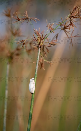 Marble redfrog (Hyperolius marmoratus), white frog sitting on a papyrus, Xakanaxa Lagoon, Okavango Delta, Moremi Game Reserve, Botswana
