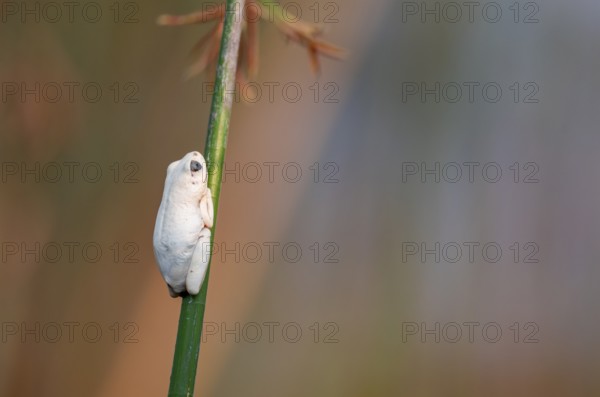 Marble redfrog (Hyperolius marmoratus), white frog sitting on a papyrus, Xakanaxa Lagoon, Okavango Delta, Moremi Game Reserve, Botswana