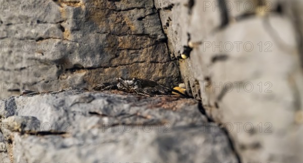 Red rock crab (Grapsus adscensionis), black young on a volcanic rock, coast, La Santa, Lanzarote, Canary Islands, Spain
