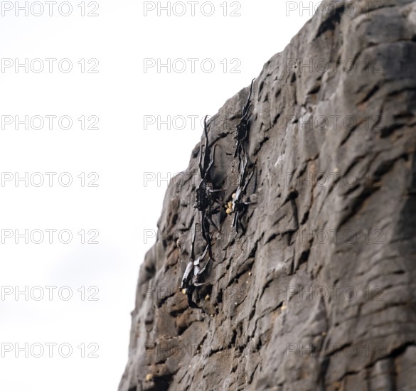 Red rock crabs (Grapsus adscensionis), black cubs on a volcanic rock, coast, La Santa, Lanzarote, Canary Islands, Spain