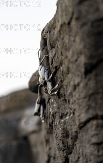 Red rock crab (Grapsus adscensionis), black young on a volcanic rock, coast, La Santa, Lanzarote, Canary Islands, Spain