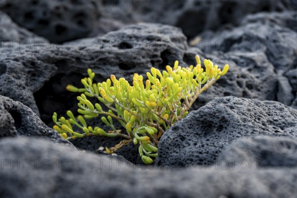 Small green succulent plant growing among lava rocks on the coast, Lanzarote, Canary Islands, Spain