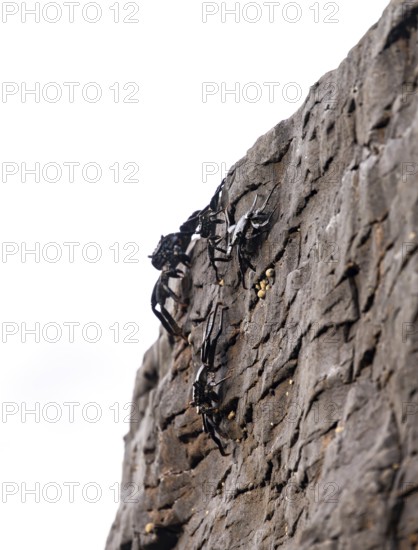 Red rock crabs (Grapsus adscensionis), black cubs on a volcanic rock, coast, La Santa, Lanzarote, Canary Islands, Spain