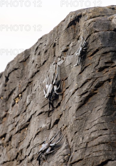 Red rock crab (Grapsus adscensionis), black cubs on a volcanic rock, coast, La Santa, Lanzarote, Canary Islands, Spain