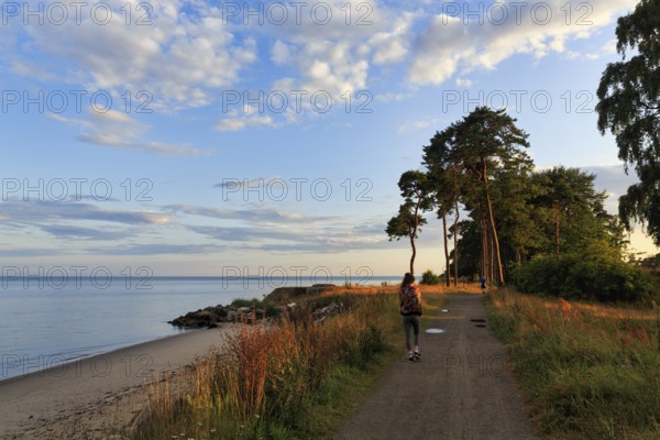 Coastal landscape with beach and hiking trail along the shore, summer walkers, pine trees, sunset, Ystad, Baltic Sea, Sweden
