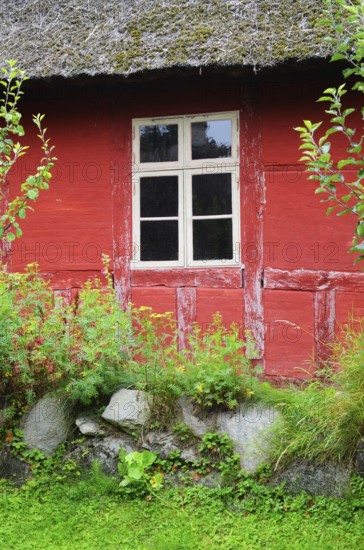 Window in red wall of half-timbered house with thatched roof in Den gamle by, The old village, open air museum in Odense, Fyn island, Fuen, Denmark, Scandinavia