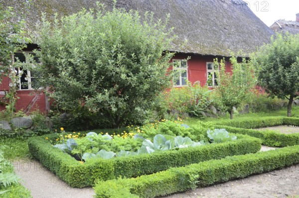 Half-timbered red house with thatched roof by an older kitchen garden with boxwood hedges in Den gamle by, The old village, open air museum in Odense, Fyn island, Fuen, Denmark, Scandinavia
