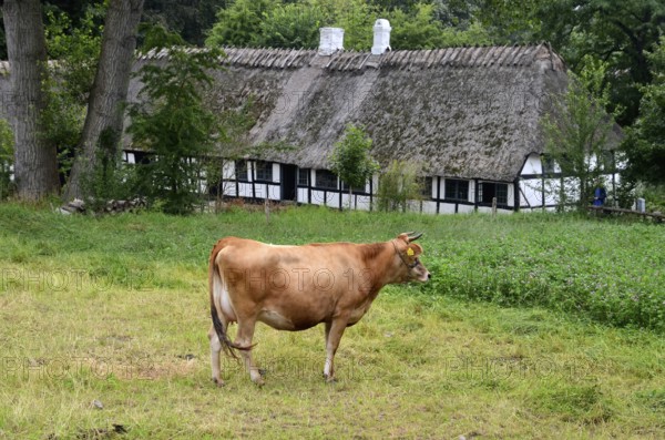Brown cow in front of older half-timbered house with thatched roof in Den gamle by, The old village, open air museum in Odense, Fyn island, Fuen, Denmark, Scandinavia