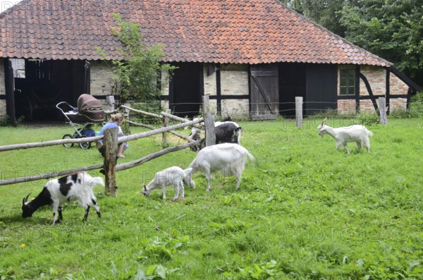 Grazing goats in front of older half-timbered houses with tiled roofs in gamle by, The old village, open air museum in Odense, Fyn island, Fuen, Denmark, Scandinavia