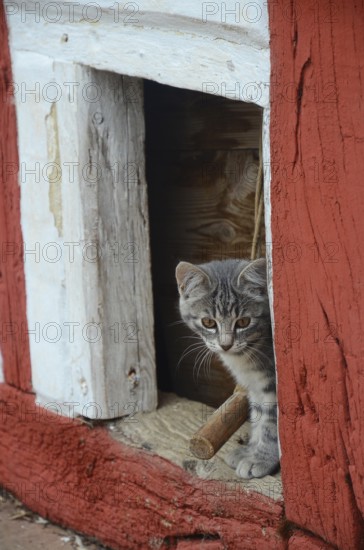 Gray kitten looks out through an opening in a half-timbered wall in Den gamle by, The old village, open air museum in Odense, Fyn island, Fuen, Denmark, Scandinavia