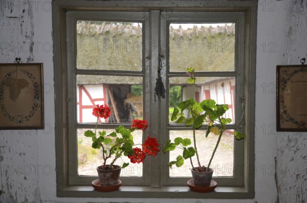 Geraniums in an old barred window and with a view out onto a half-timbered courtyard with a thatched roof in Den gamle by, The old village, open air museum in Odense, Fyn island, Fuen, Denmark, Scandinavia