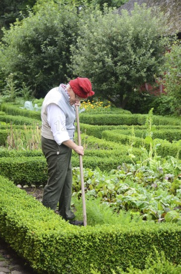 Man working in kitchen garden with boxwood hedges in Den gamle by, The old village, open air museum in Odense, Fyn island, Fuen, Denmark, Scandinavia