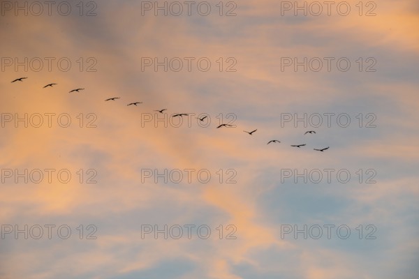 A series of cranes (Grus grus) or gray crane or Eurasian crane flies at sunset in abbreviated V formation, formation flight, in front of an atmospheric evening sky in orange, pink and blue, evening, many, migratory birds, flock of birds, birds, bird migration, Lüneburg district, Lower Saxony, Germany