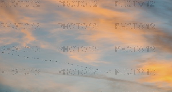 Wide sky with orange-blue clouds and a series of cranes (Grus grus) or gray crane or Eurasian crane at sunset in abbreviated V formation, formation flight, flock of birds on the horizon, atmospheric evening sky in orange, pink and blue, evening, many, migratory birds, swarm, birds, bird migration, Lüneburg district, Lower Saxony, Germany