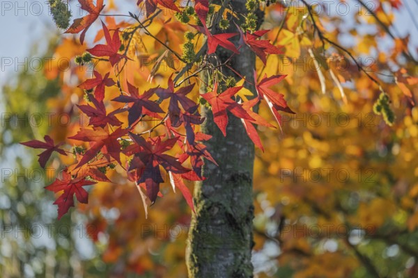 Amberbaum (Liquidambar styraciflua), Münsterland, North Rhine-Westphalia, Germany