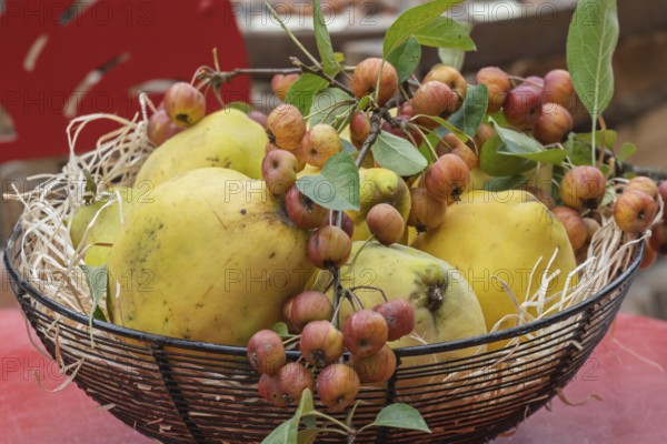 Metal bowl with quinces and ornamental apples, Münsterland, North Rhine-Westphalia, Germany