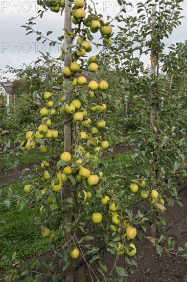 Apple tree (Malus domestica) with fruits, Münsterland, North Rhine-Westphalia, Germany