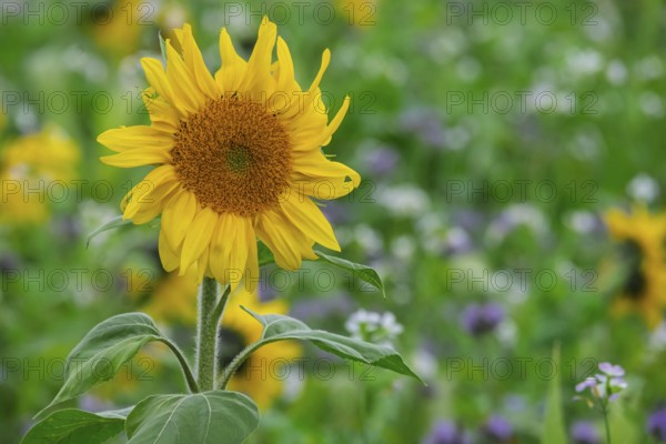 Sunflower (Helianthus annuus) in a field with green manure, Münsterland, North Rhine-Westphalia, Germany