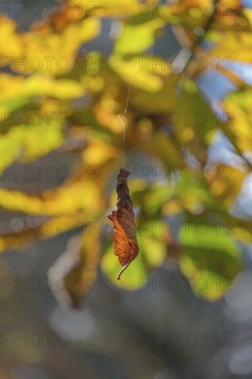 Wilted leaf in autumn hangs on a thread, Münsterland, North Rhine-Westphalia, Germany