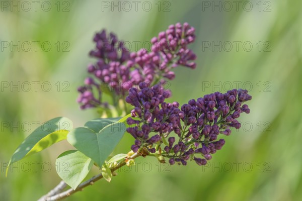 Common lilac (Syringa vulgaris), purple flowers, Germany