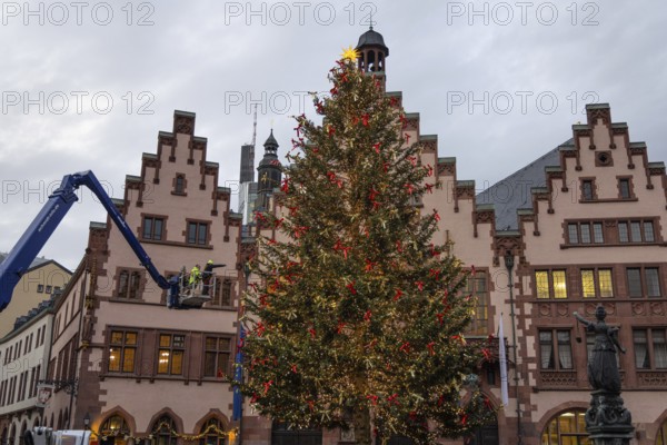 Christmas tree Mrs. Holle, a Nordmann fir, lights up once for trial purposes in front of the opening of the Frankfurt Christmas market on 24.11.2025 on the Römerberg, Frankfurt am Main, Hesse, Germany