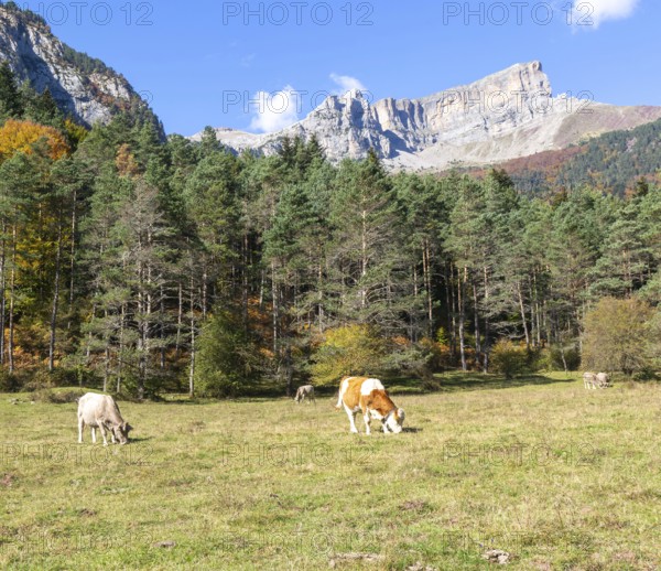 Cattle grazing in high mountain pasture, Selva de Oza, Valle de Hecho, Pyrenees Mountains, Huesca province, Aragon, Spain