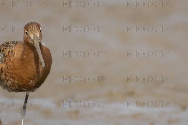 Black tailed godwit (Limosa limosa) adult male wader bird in summer plumage on a mudflat, England, United Kingdom