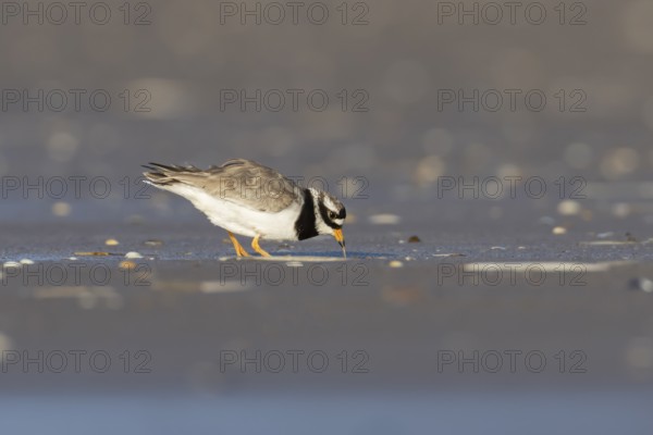 Ringed plover (Charadrius hiaticula) adult wader bird feeding on a worm on a beach, England, United Kingdom