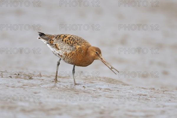 Black tailed godwit (Limosa limosa) adult male wader bird in summer plumage feeding on a mudflat, England, United Kingdom