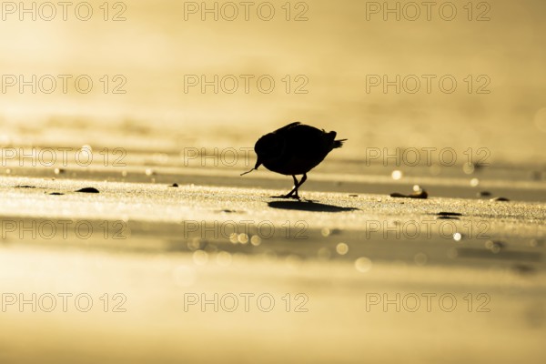 Ringed plover (Charadrius hiaticula) silhouette of an adult wader bird feeding on a worm on a beach at sunset, England, United Kingdom