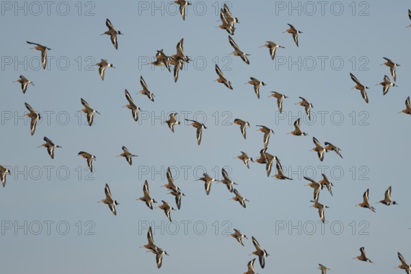 Black tailed godwit (Limosa limosa) adult wading birds in flight in a flock, England, United Kingdom