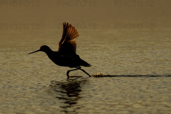 Spotted redshank (Tringa erythropus) silhouette of an adult wader bird running before taking off in a shallow lagoon at sunset, England, United Kingdom
