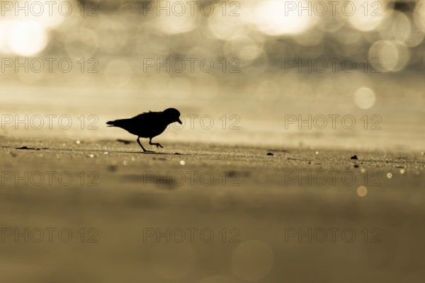 Ringed plover (Charadrius hiaticula) silhouette of an adult wader bird on a beach at sunset, England, United Kingdom