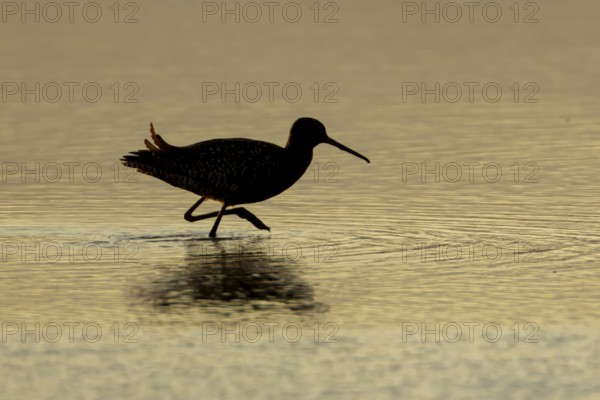 Spotted redshank (Tringa erythropus) silhouette of an adult wader bird in a shallow lagoon at sunset, England, United Kingdom