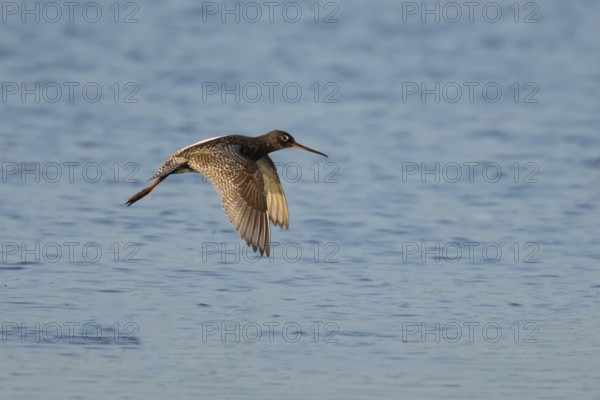 Spotted redshank (Tringa erythropus) adult wader bird flying over water of a lagoon, England, United Kingdom