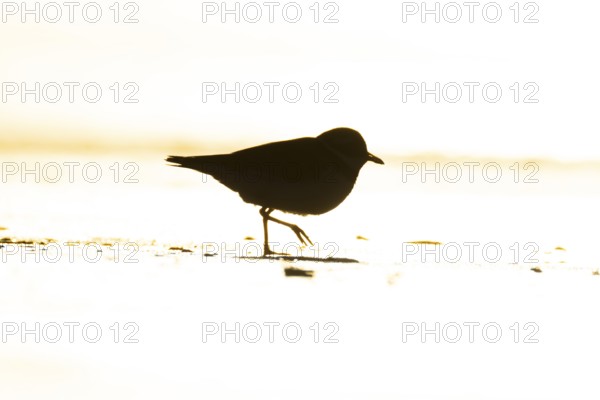 Ringed plover (Charadrius hiaticula) silhouette of an adult wader bird running on a beach at sunset, England, United Kingdom