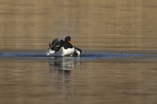 Eurasian oystercatcher (Haematopus ostralegus) adult wader bird bathing in shallow water, England, United Kingdom