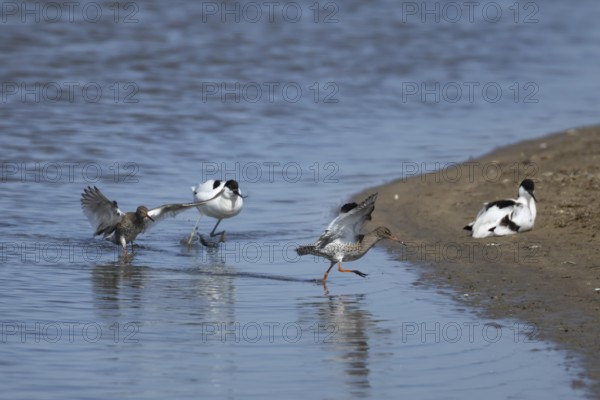 Common redshank (Tringa totanus) two adult birds being chased by a Pied avocet (Recurvirostra avosetta) in a shallow lagoon, England, United Kingdom